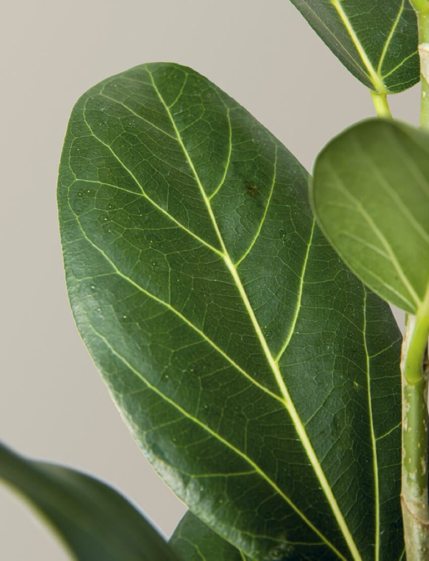 Ficus Audrey - Image 3