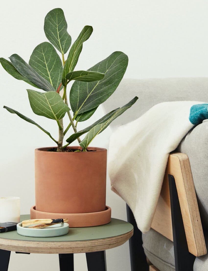Ficus Audrey - Image 4