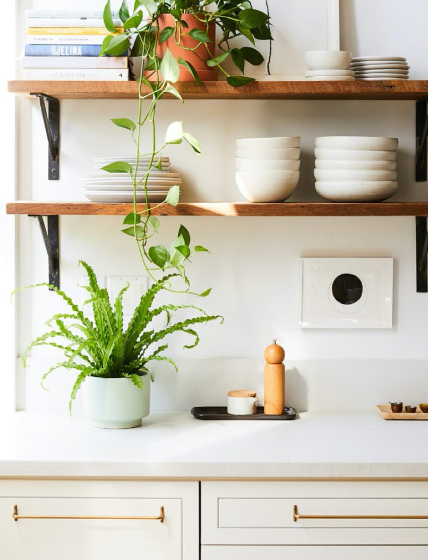Bird's Nest Fern - Image 3