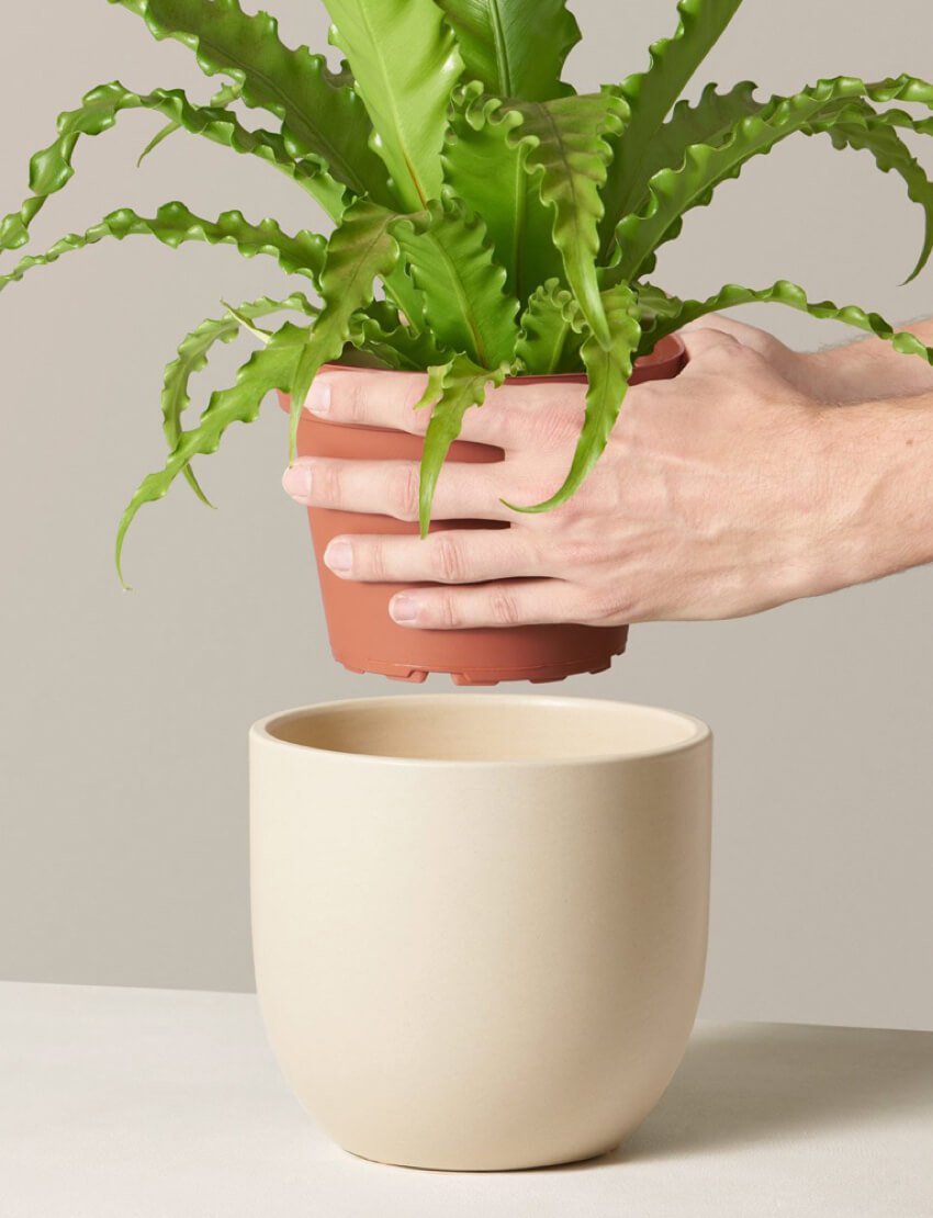 Bird's Nest Fern - Image 4