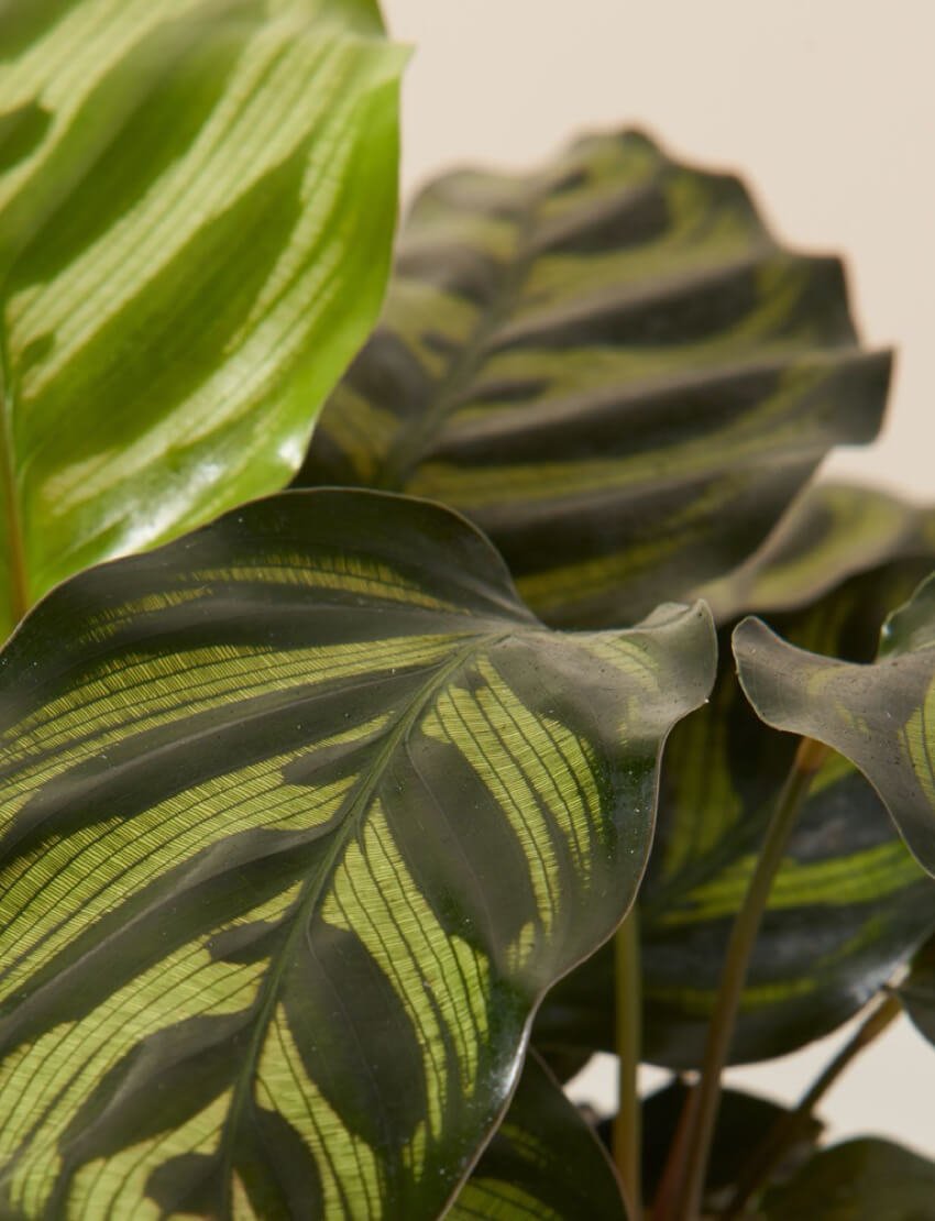 Red Prayer Plant - Image 3