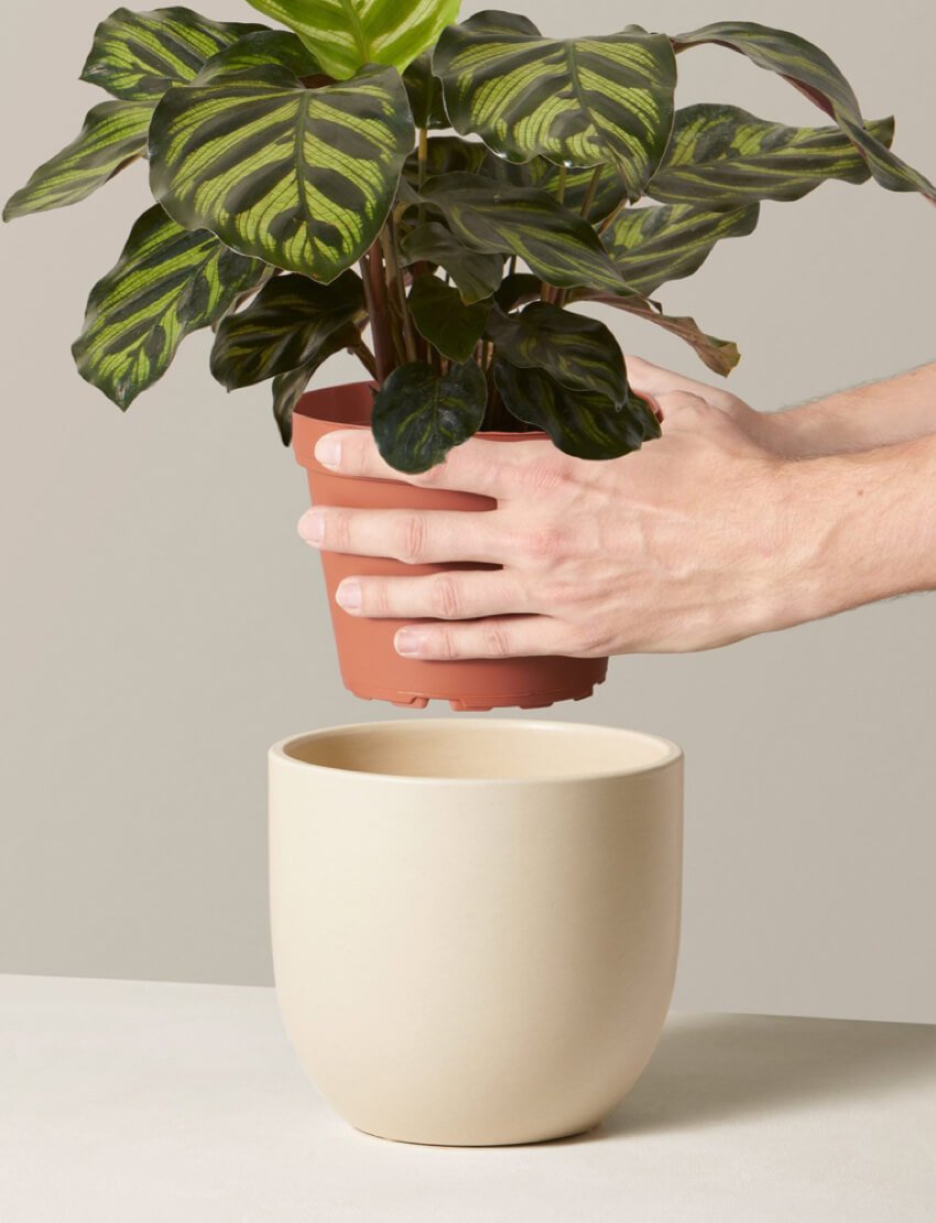 Red Prayer Plant - Image 4