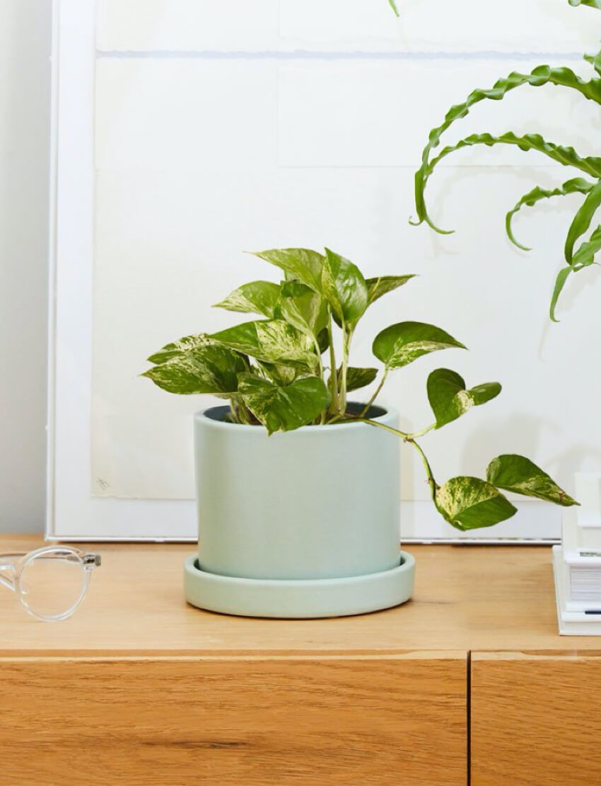 Marble Pothos - Image 2