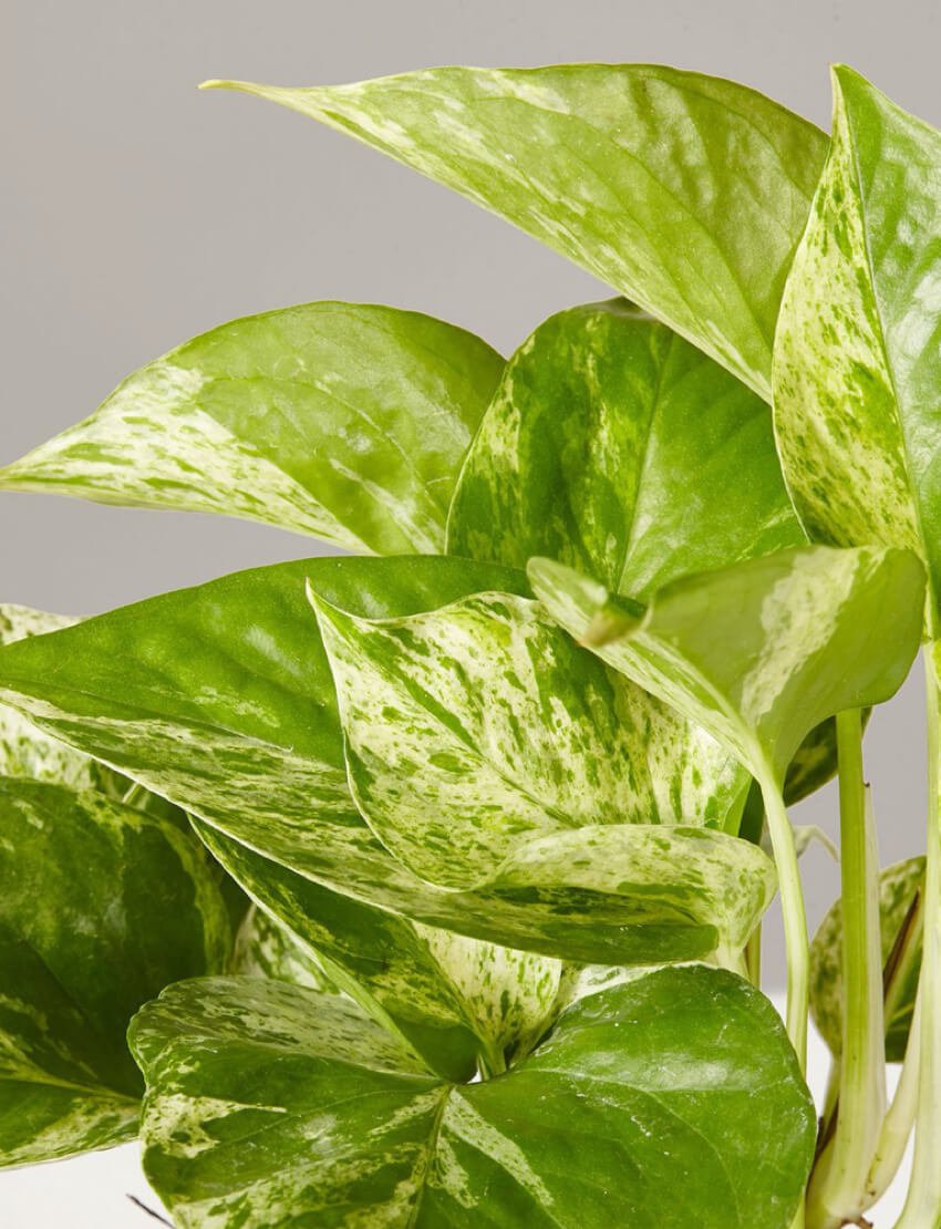 Marble Pothos - Image 3