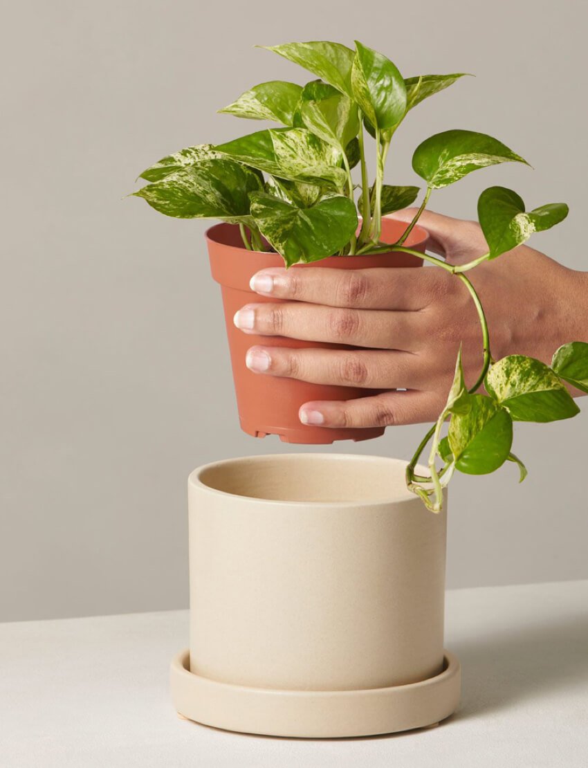 Marble Pothos - Image 4