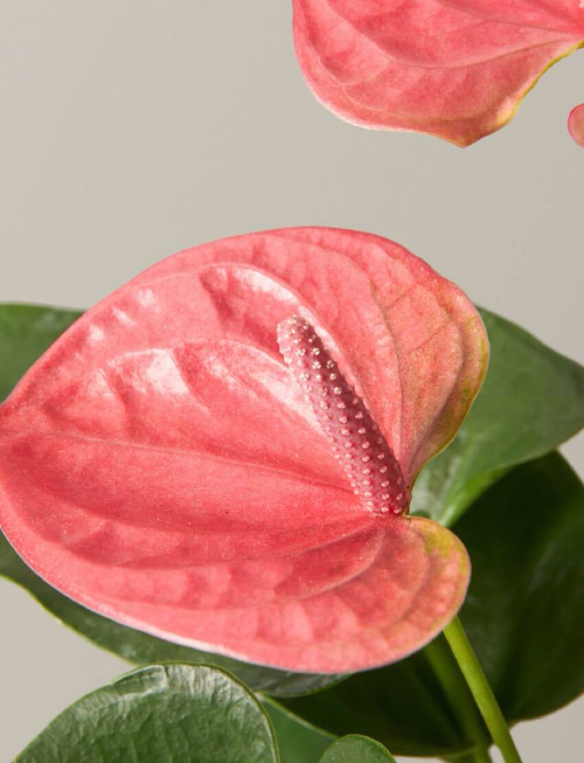 Pink Anthurium - Image 3