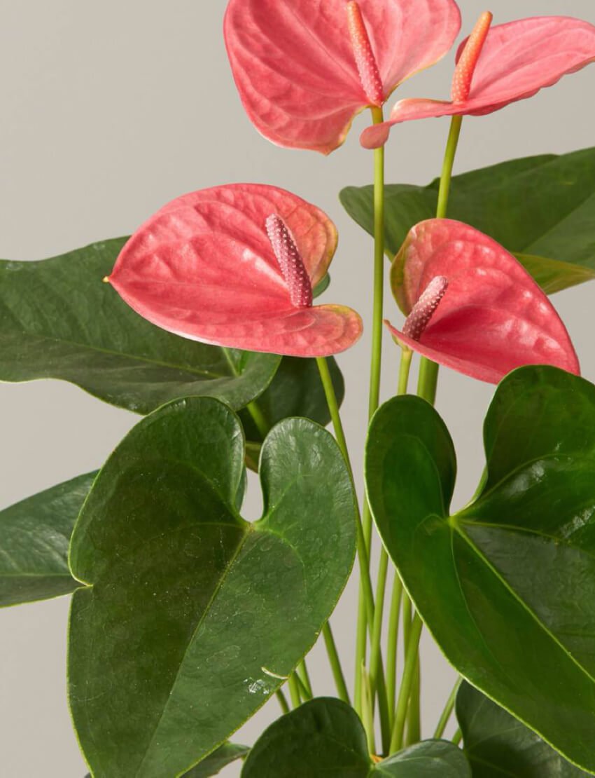 Pink Anthurium - Image 2
