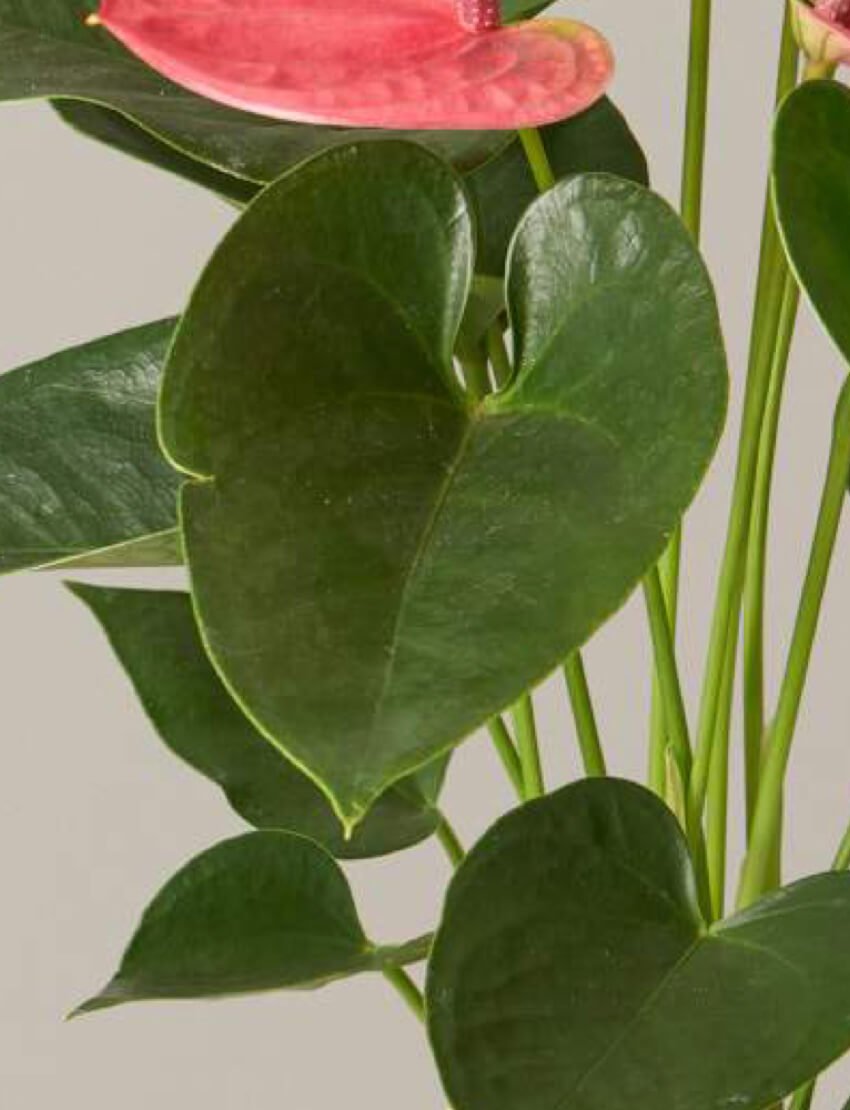Pink Anthurium - Image 4